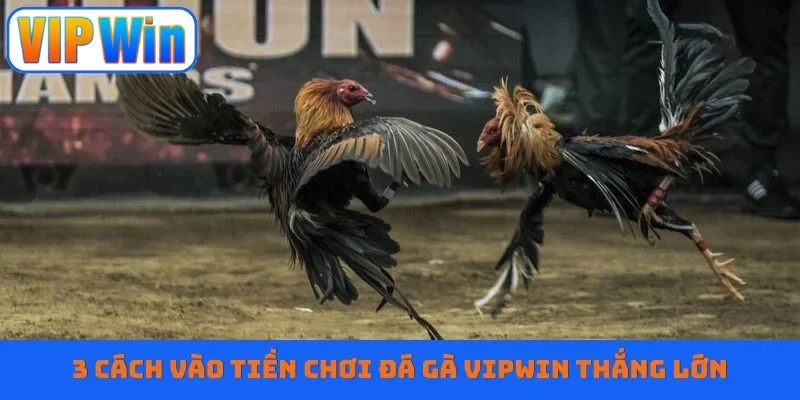 3 cách vào tiền chơi đá gà Vipwin thắng lớn